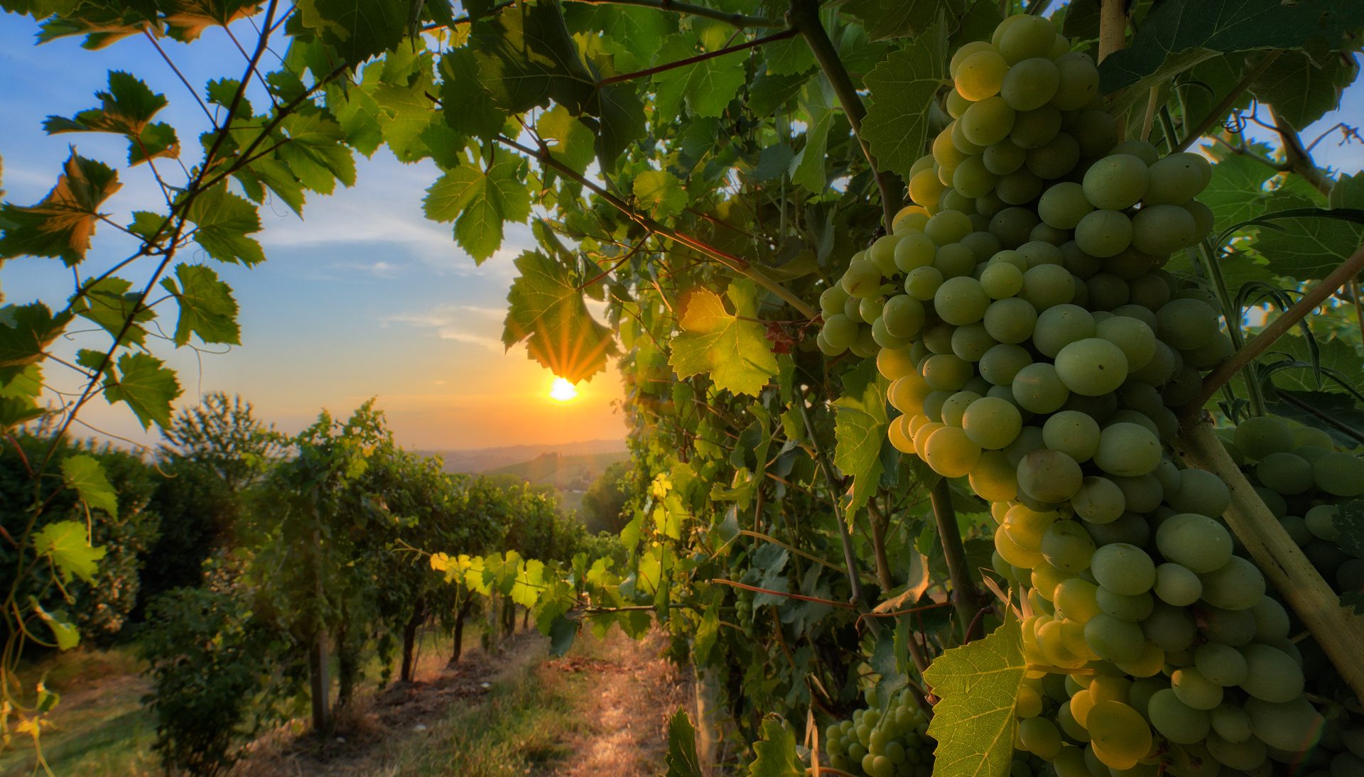 Marotti Campi – Vitivinicoltori Azienda Agricola