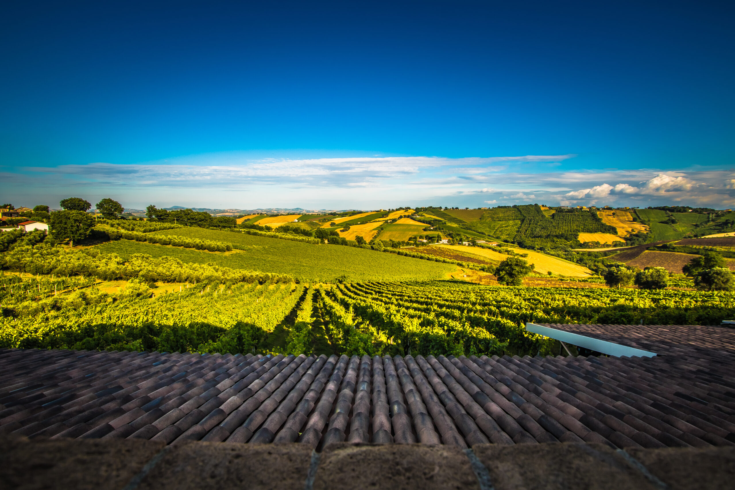 Azienda Agricola Mario Lucchetti