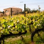 Immagine associata all'itinerario: SAN AMICO – SAN PATRIGNANO andata e ritorno