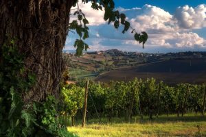 Itinerario Storico di Morro d’Alba: Arte, Storia e Tradizione