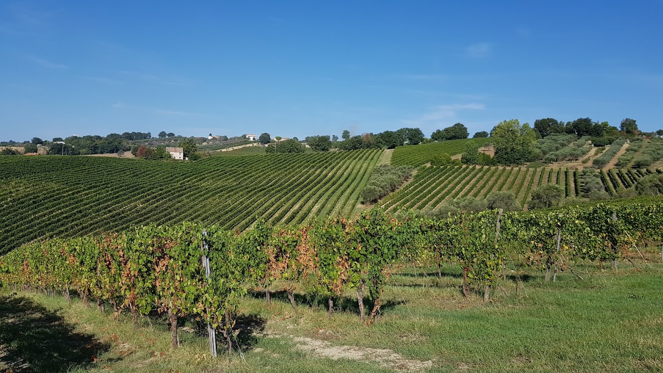 Azienda Agricola Stefano Mancinelli