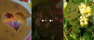 Marconi Vini