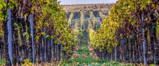 10 cose da fare e vedere a Morro d’Alba, il borgo del vino Lacrima