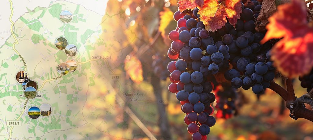 Scopri l’Autentica Esperienza di Visita alle Cantine di Morro d’Alba