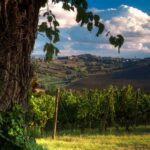 Immagine associata all'itinerario: Agricom-S. Amico