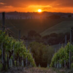 Immagine associata all'itinerario: San Patrignano-Agricom S. Amico