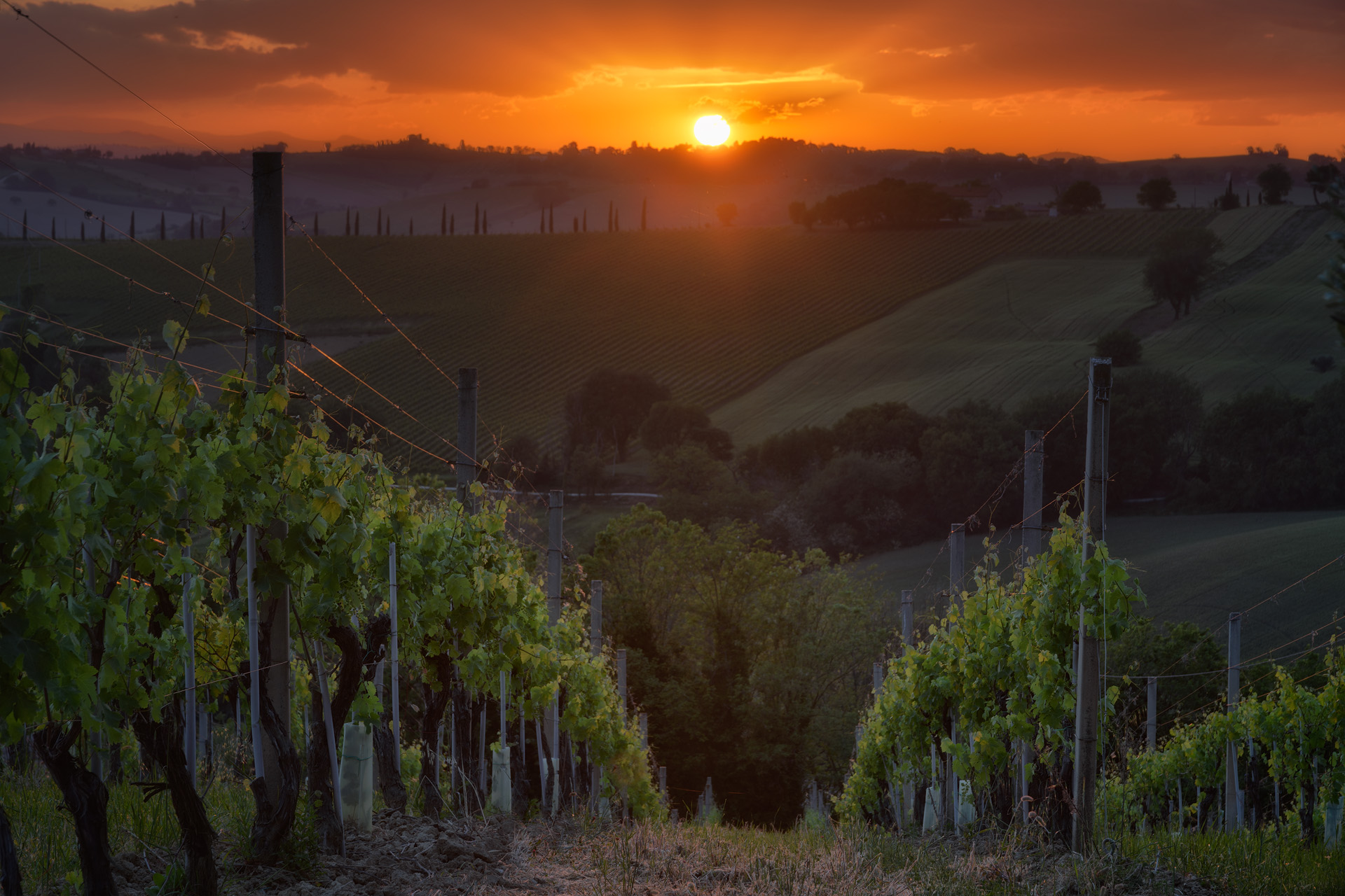 San Patrignano-Agricom S. Amico